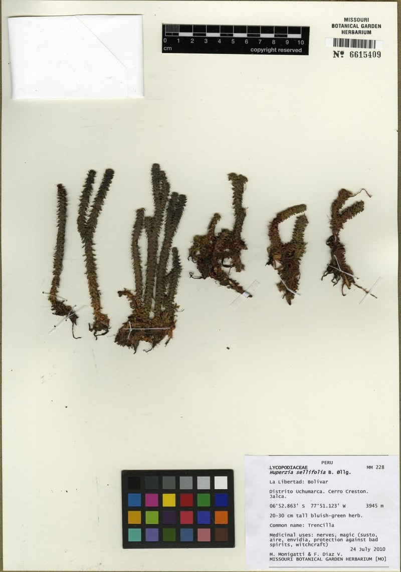 Huperzia sellifolia