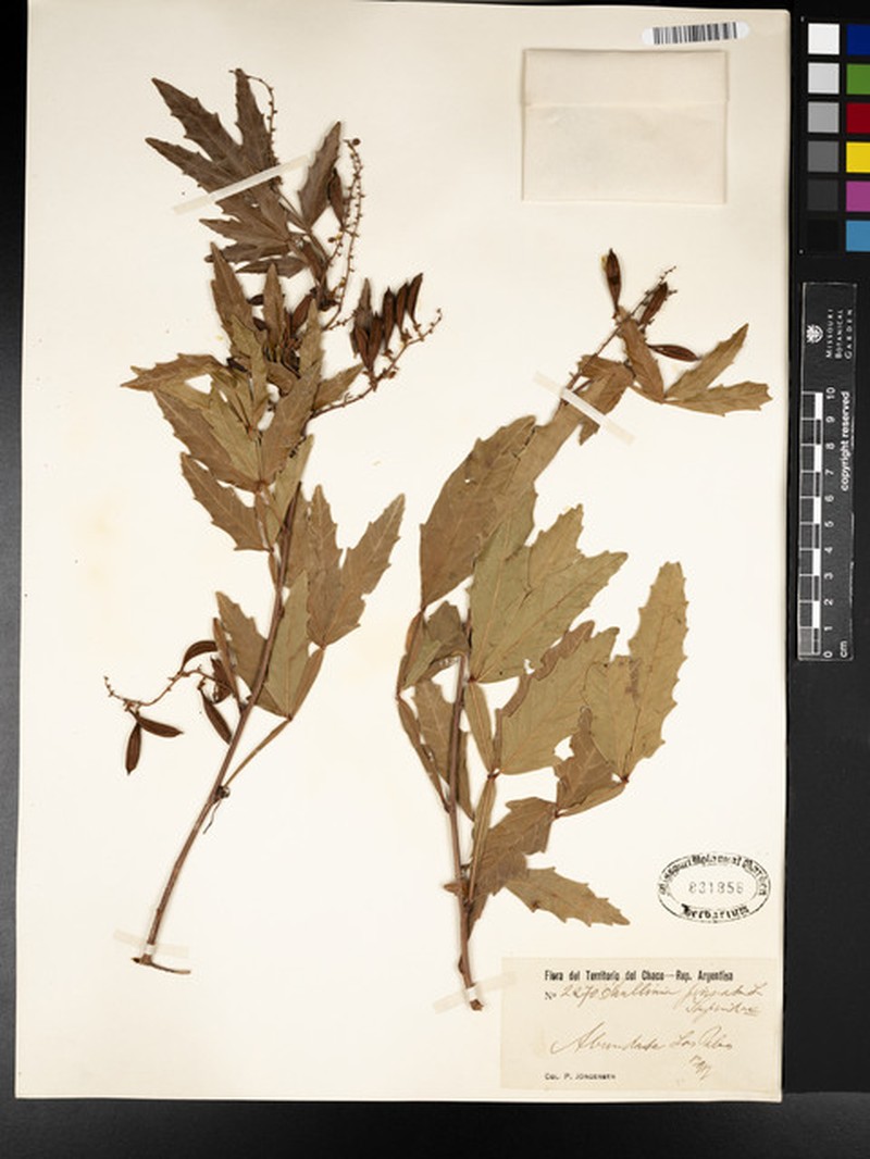 Huperzia sellifolia photo 3