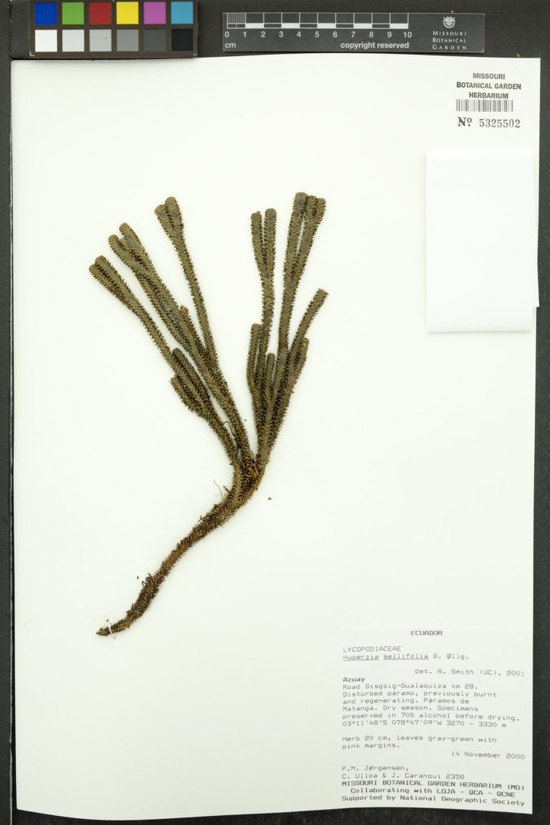 Huperzia sellifolia photo 4