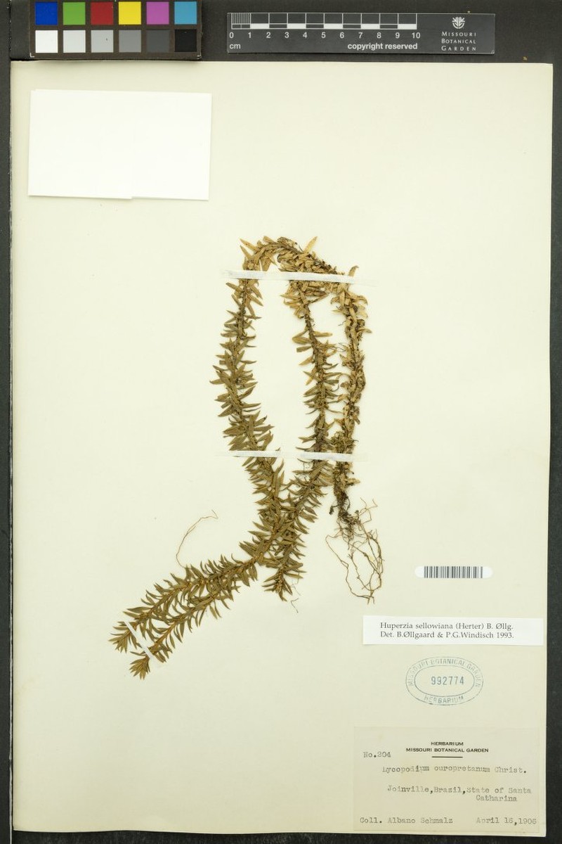 Huperzia sellowiana