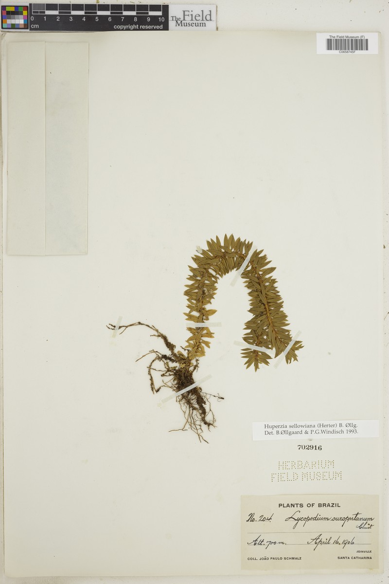Huperzia sellowiana photo 2