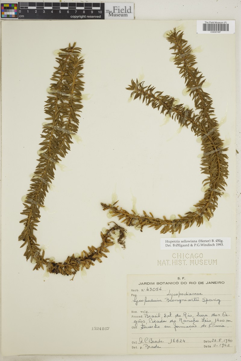 Huperzia sellowiana photo 3