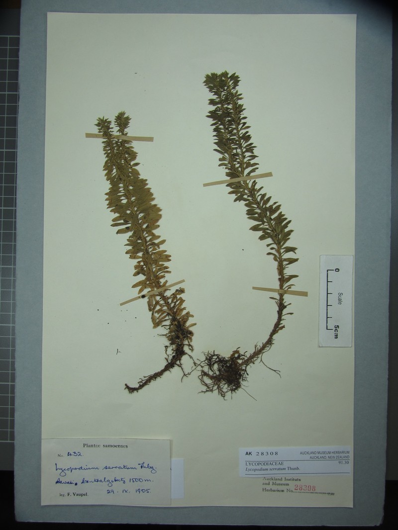 Toothed Clubmoss photo 2
