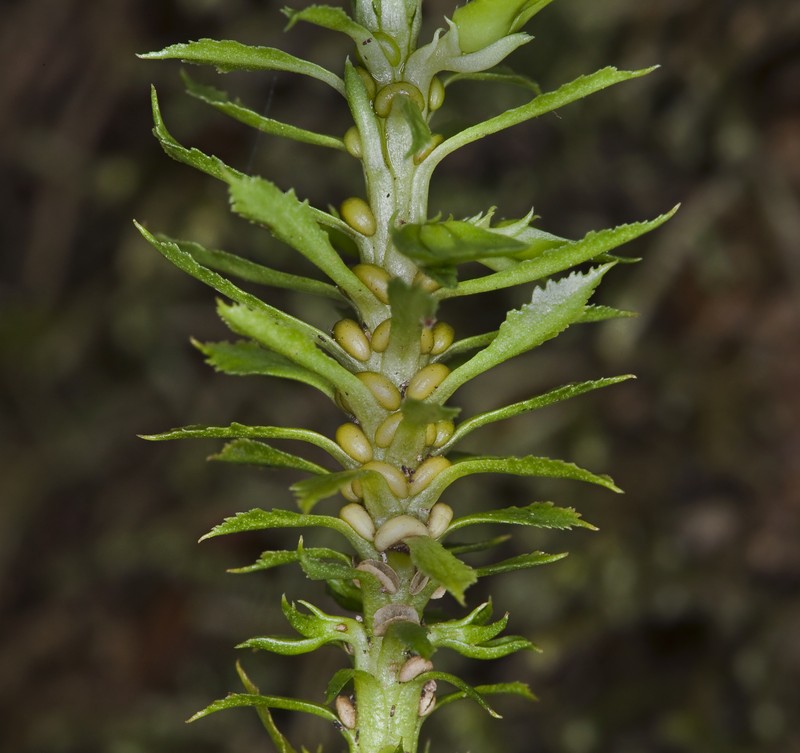 Toothed Clubmoss photo 3