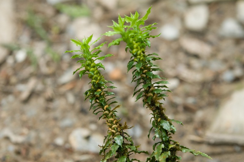 Toothed Clubmoss photo 4