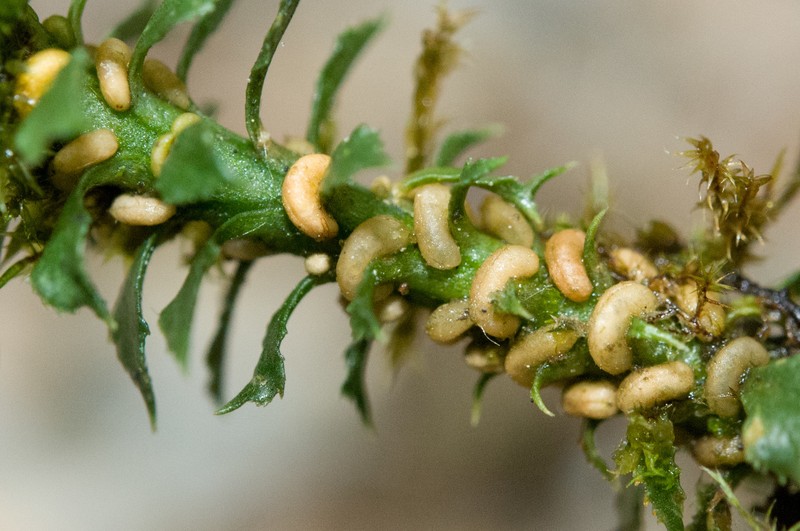 Toothed Clubmoss photo 5