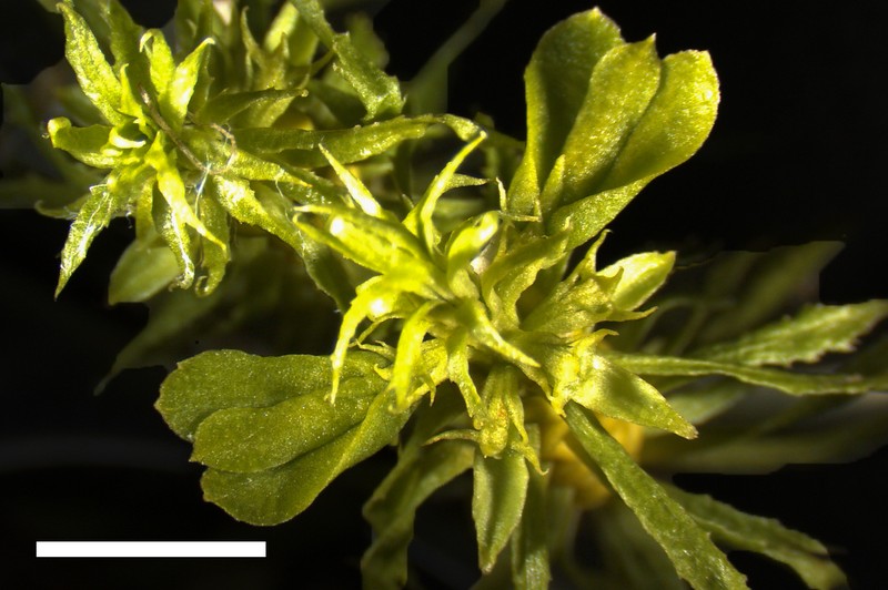 Toothed Clubmoss photo 6