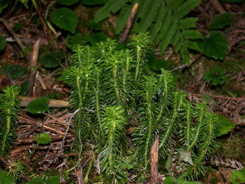 Toothed Clubmoss