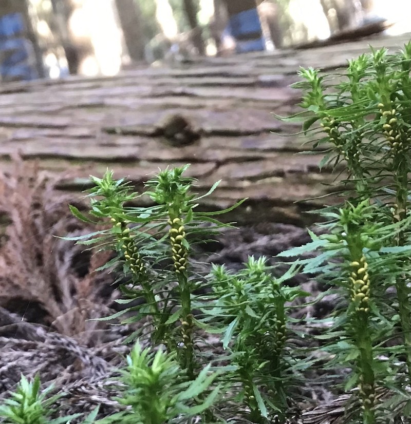 Toothed Clubmoss