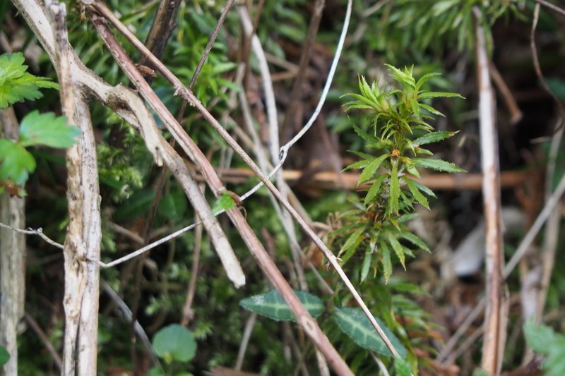 Toothed Clubmoss photo 2