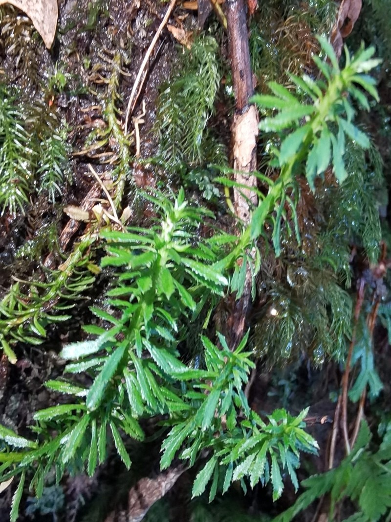 Toothed Clubmoss photo 3