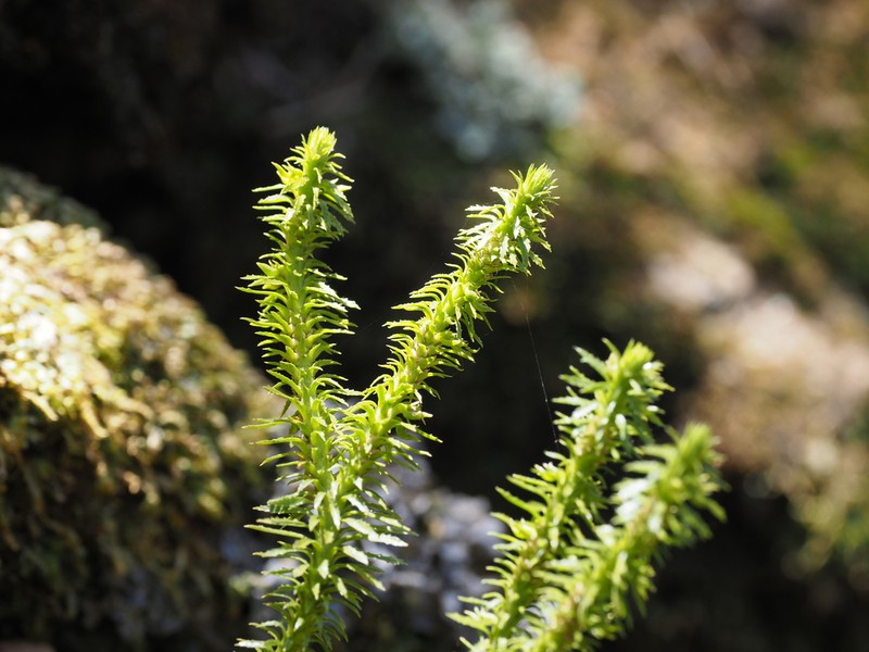 Toothed Clubmoss photo 4