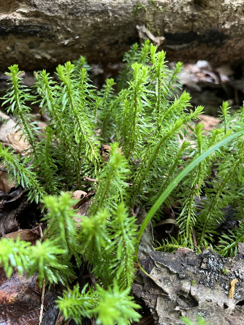 Toothed Clubmoss photo 5