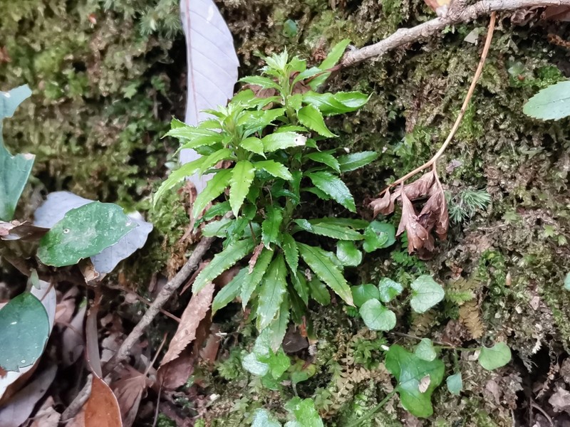 Toothed Clubmoss photo 6