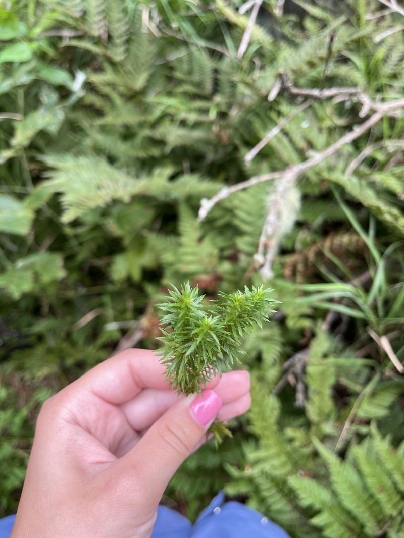Toothed Clubmoss photo 7