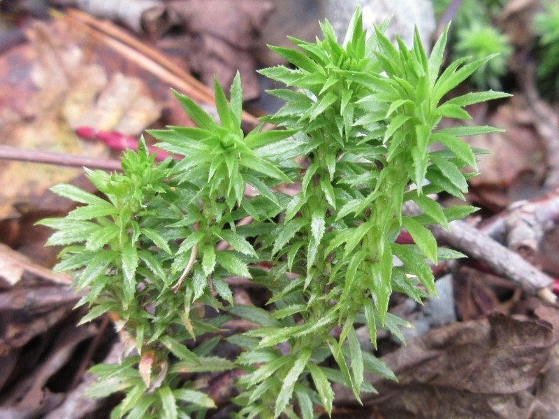 Toothed Clubmoss photo 8
