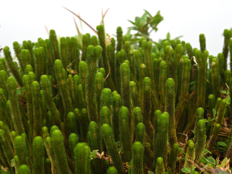 Huperzia sieberiana