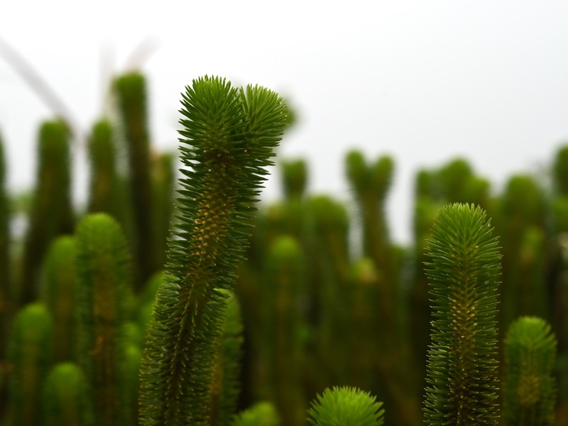 Huperzia sieberiana photo 2