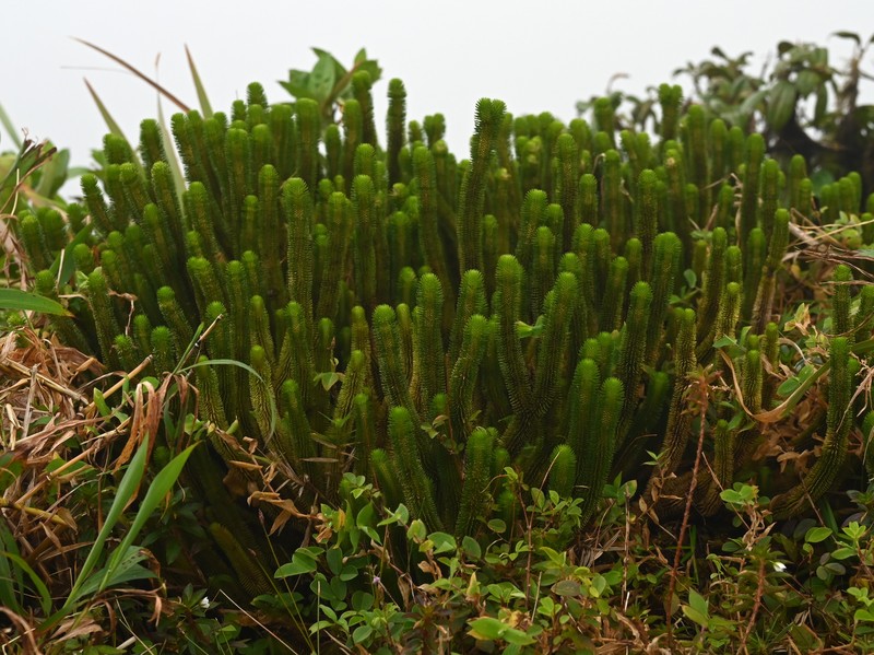 Huperzia sieberiana photo 3