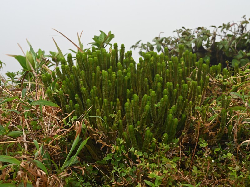 Huperzia sieberiana photo 4