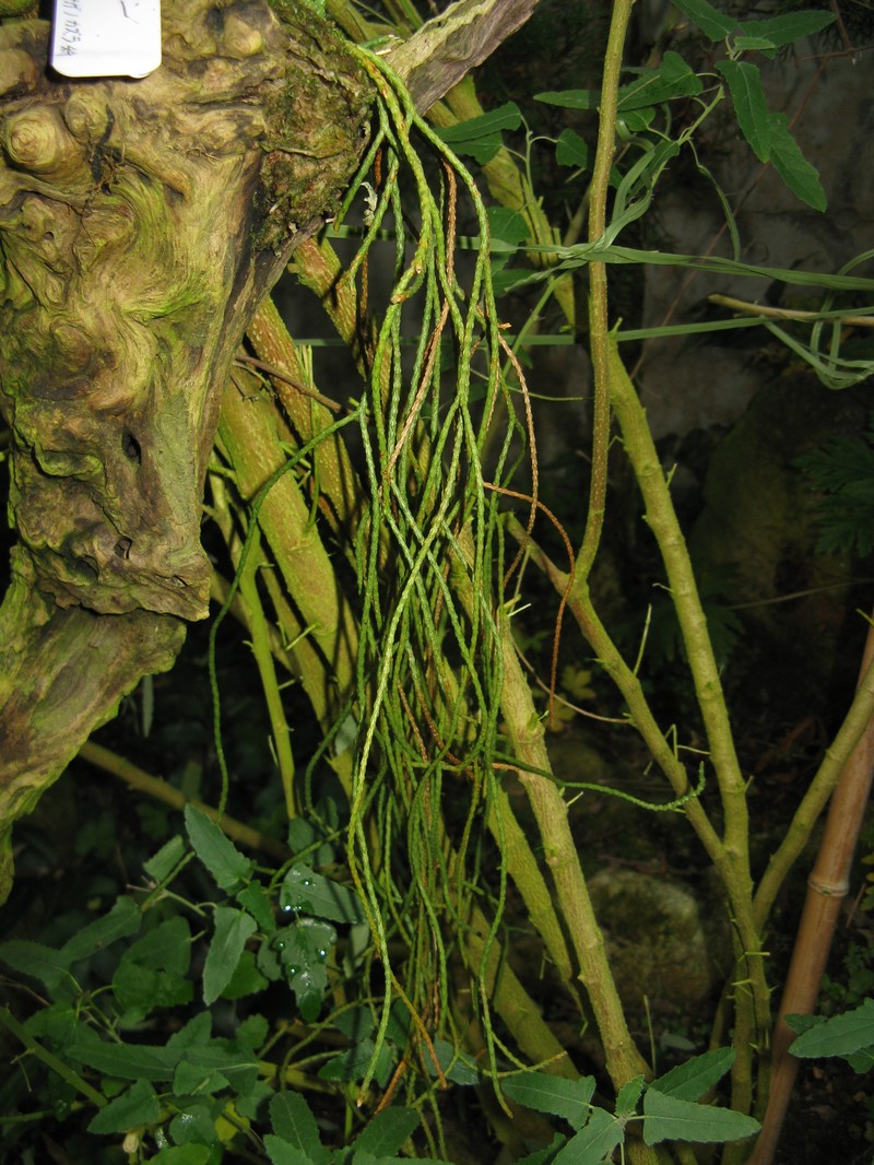Huperzia sieboldii photo 2