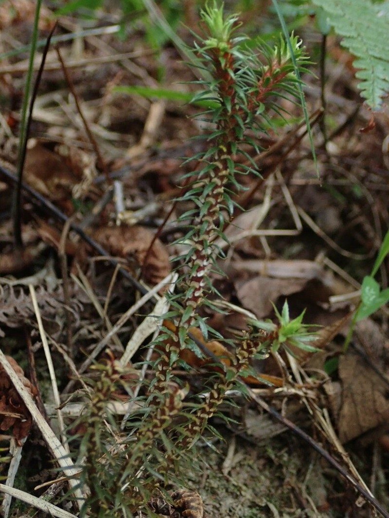 Oriental Clubmoss
