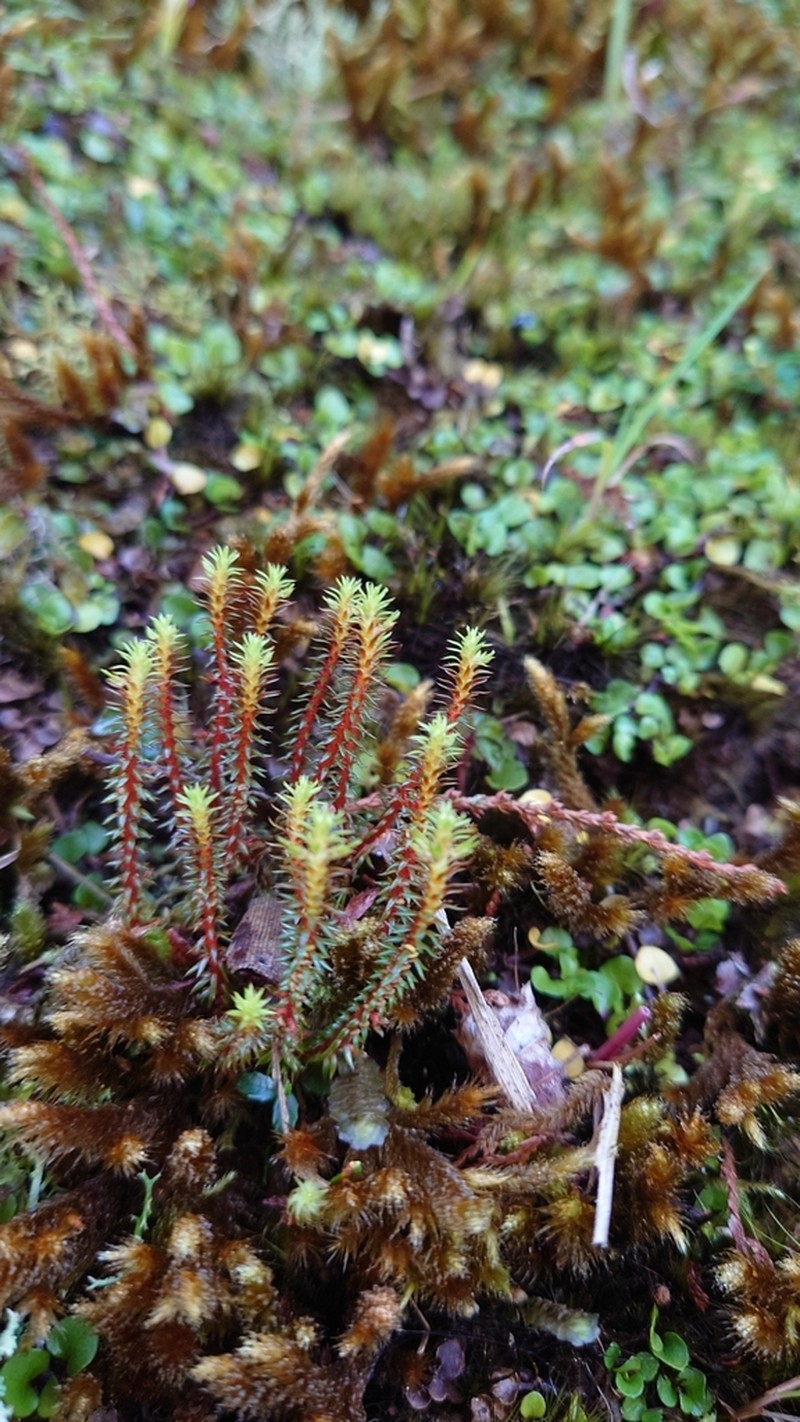 Oriental Clubmoss photo 2