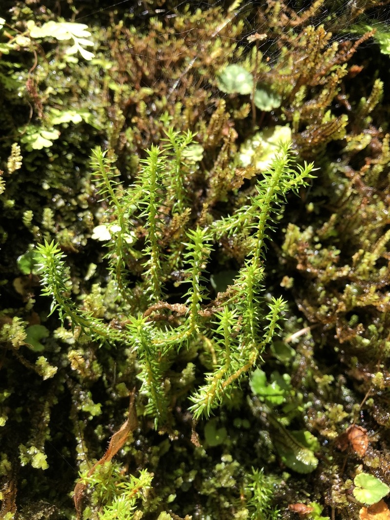 Oriental Clubmoss photo 3