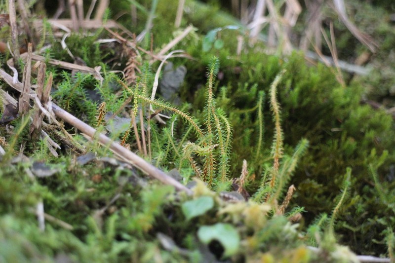Oriental Clubmoss photo 4