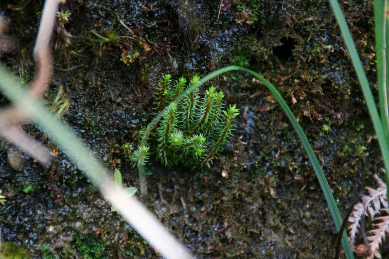 Oriental Clubmoss photo 5