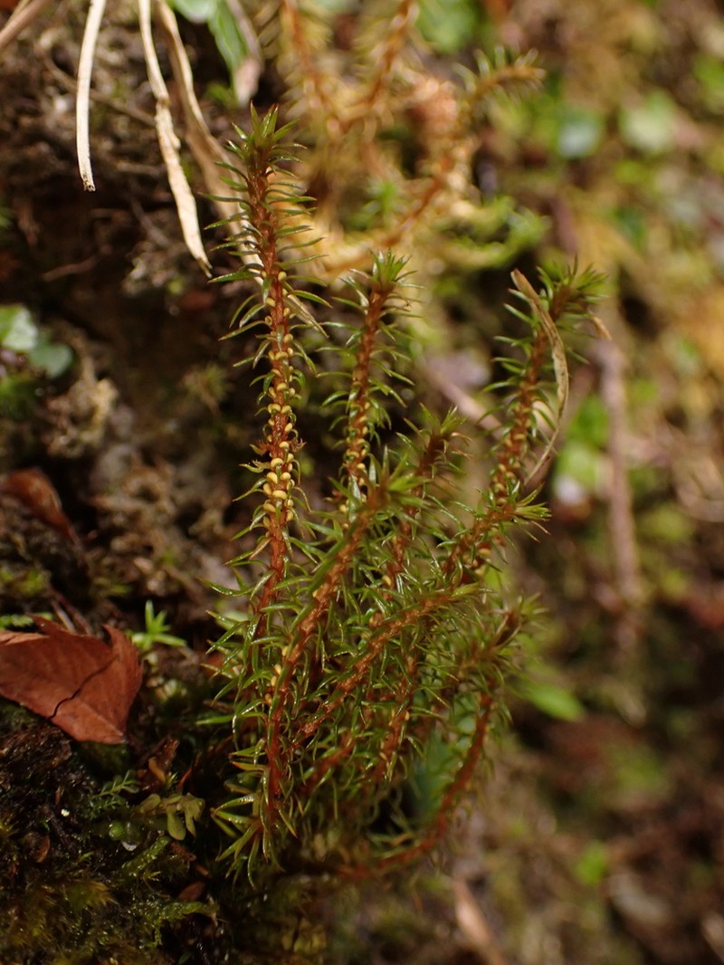 Oriental Clubmoss photo 6
