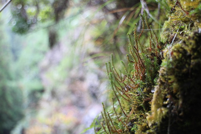 Oriental Clubmoss photo 7