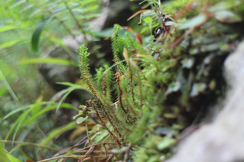 Oriental Clubmoss photo 8