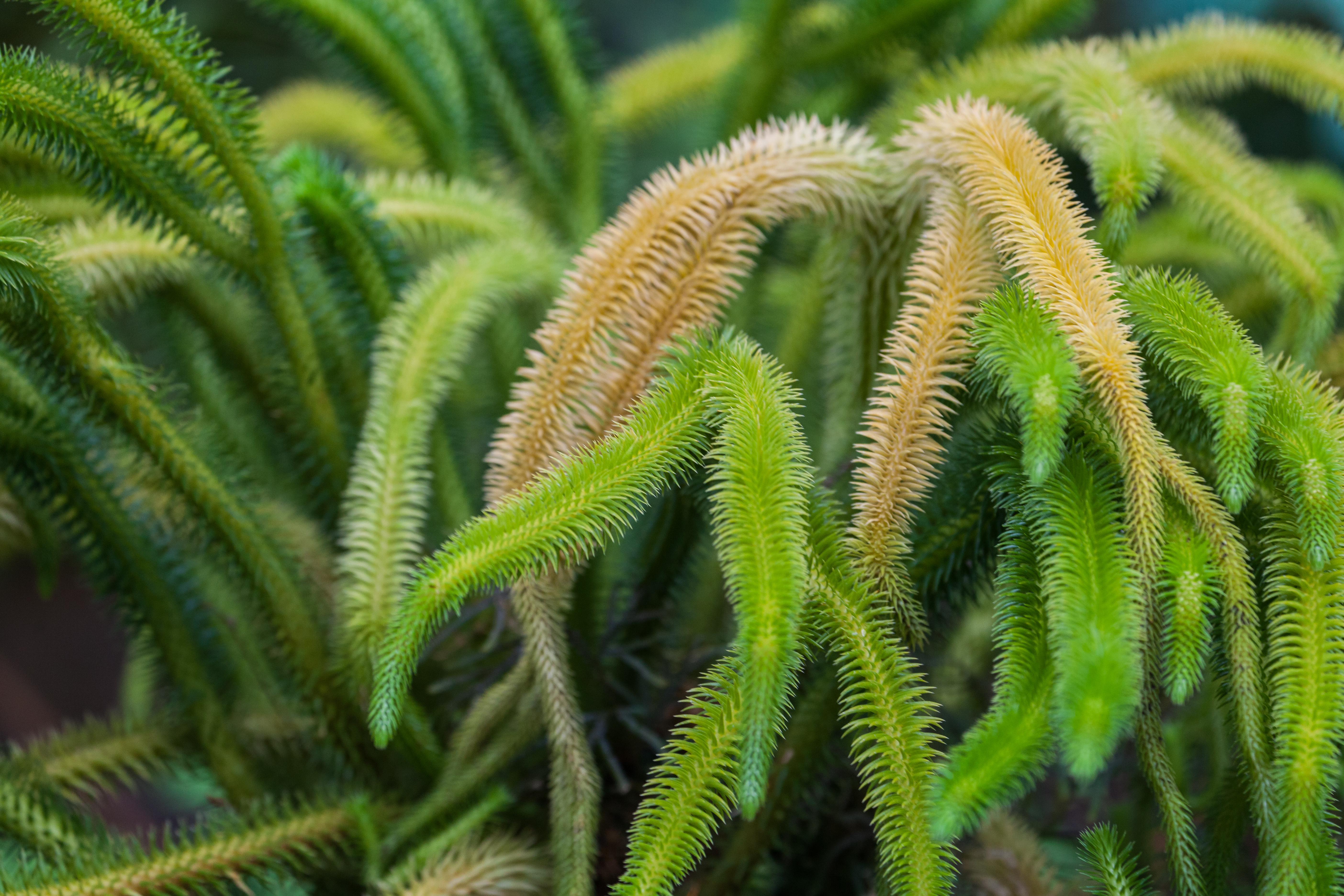 Rock Tassel Fern photo 2