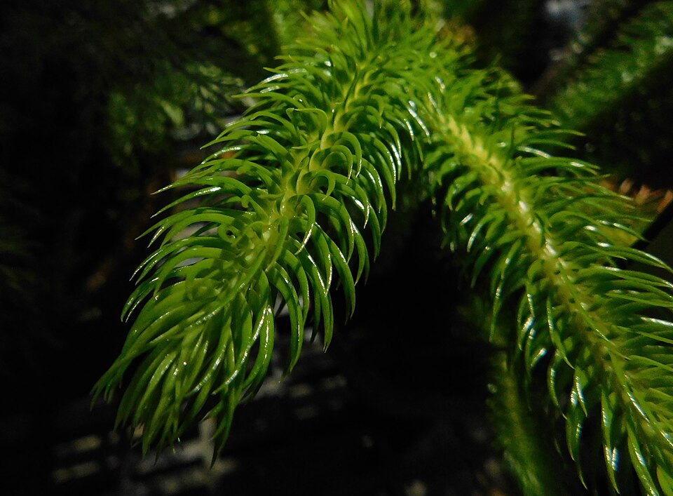 Rock Tassel Fern photo 3