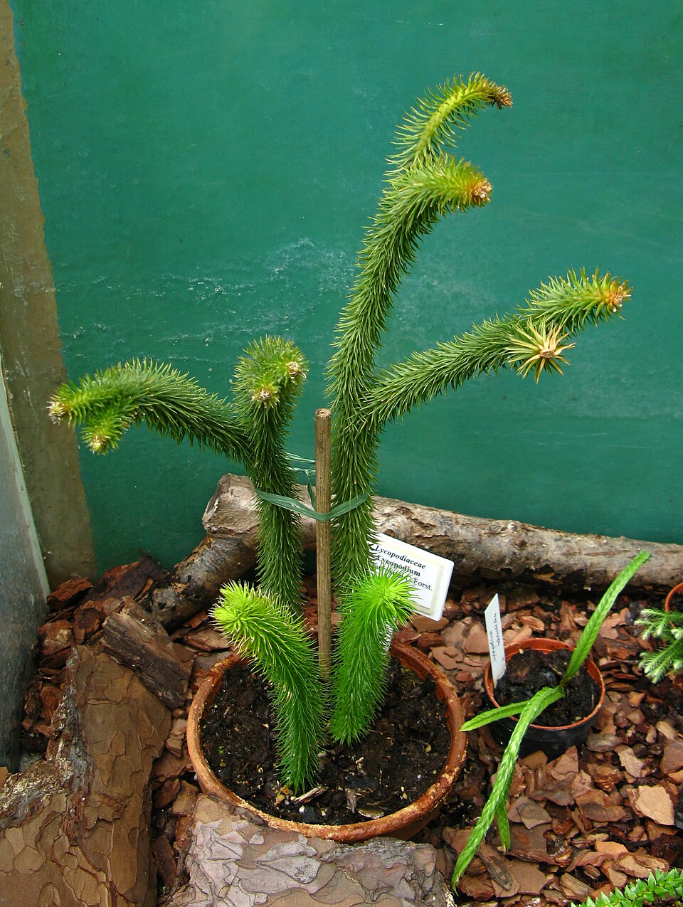 Rock Tassel Fern