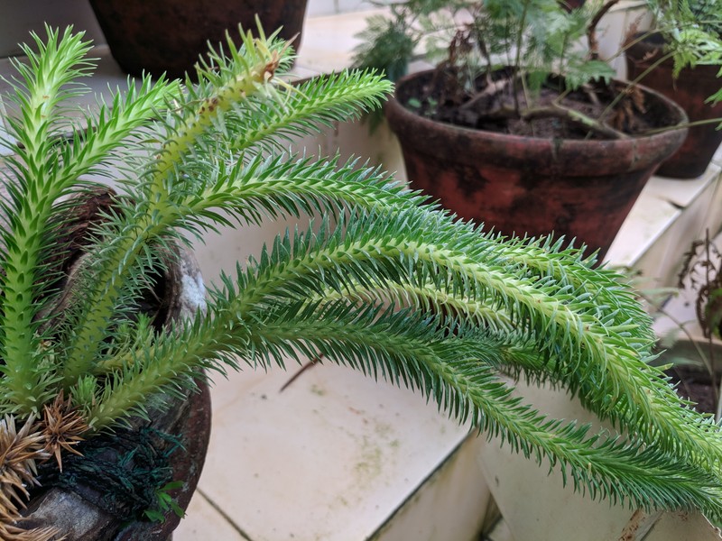 Rock Tassel Fern photo 4