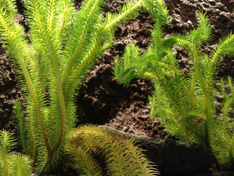 Rock Tassel Fern photo 5