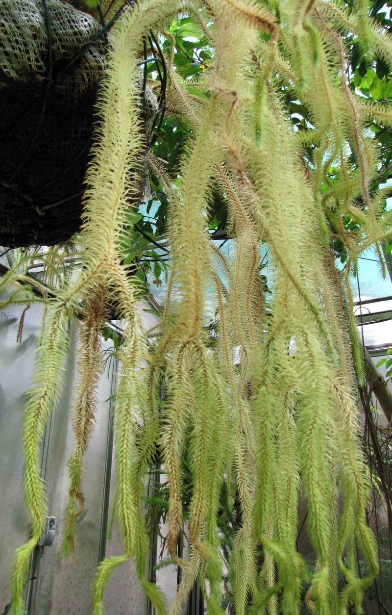 Rock Tassel Fern photo 6