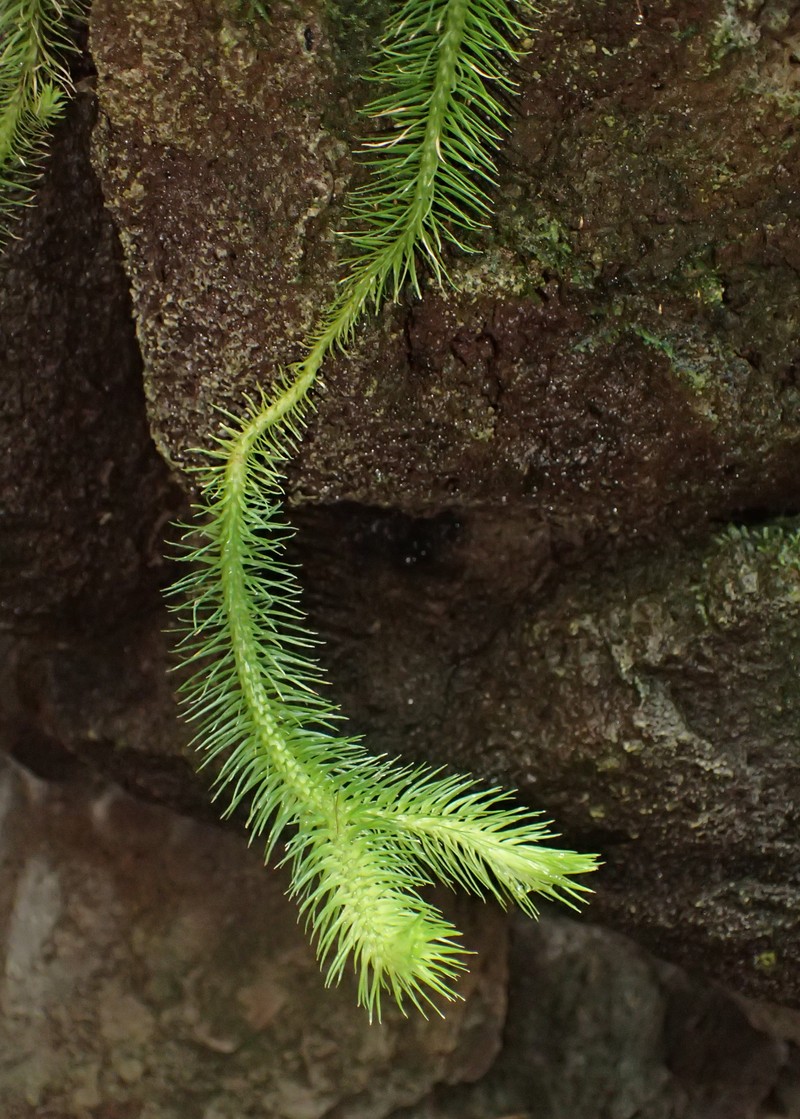 Rock Tassel Fern photo 7