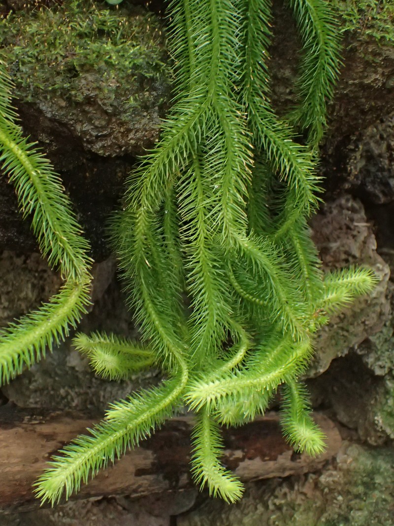 Rock Tassel Fern photo 8