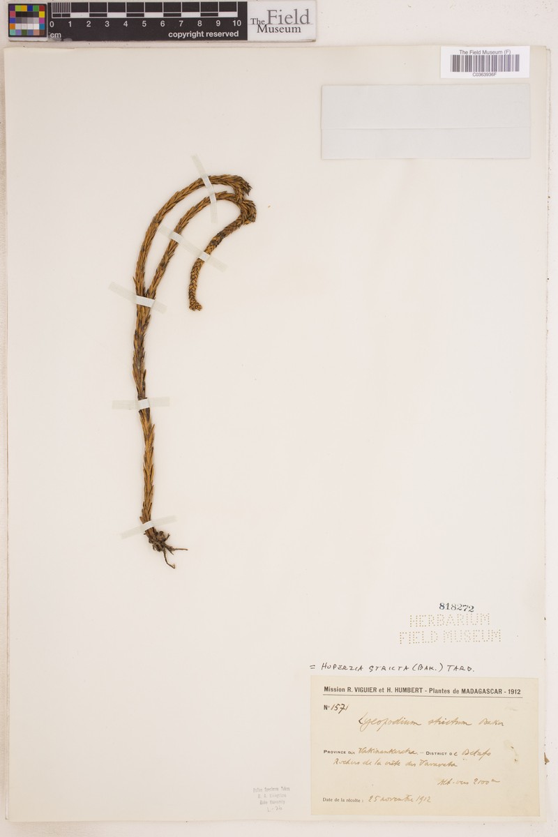 Huperzia stricta