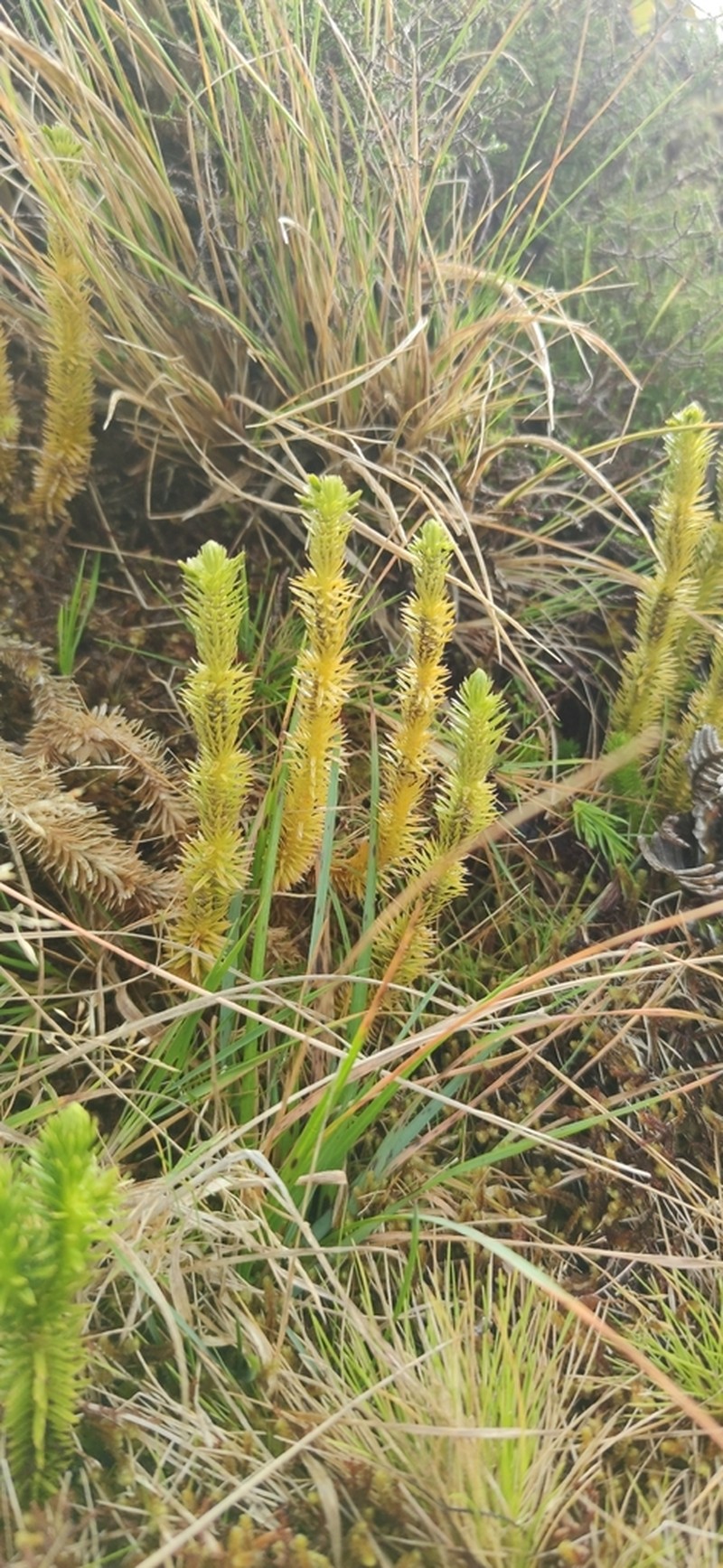 Huperzia suberecta