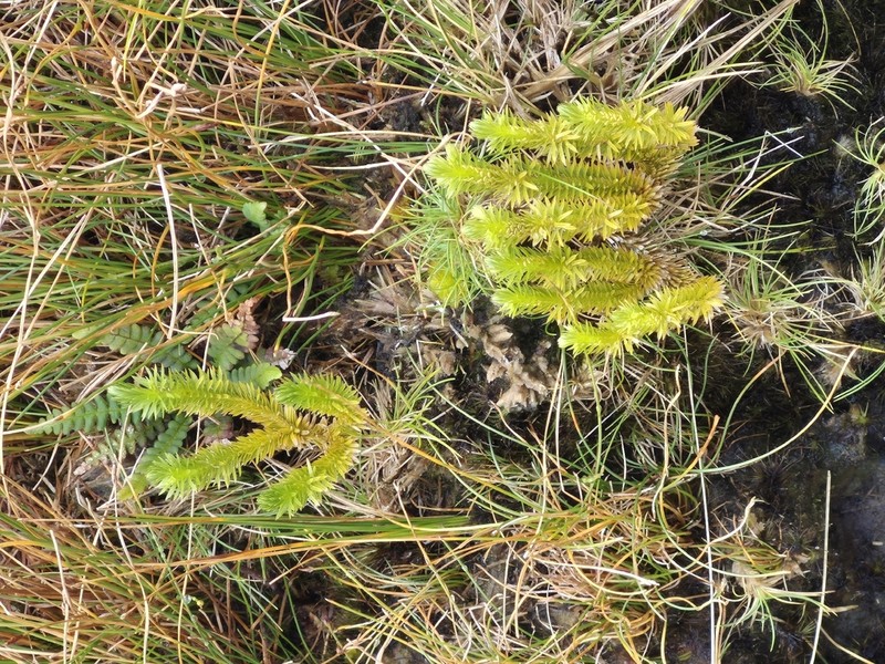 Huperzia suberecta photo 2