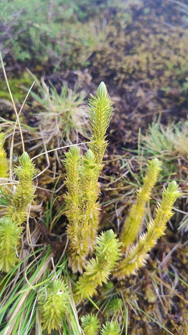 Huperzia suberecta photo 3