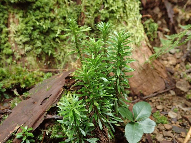 Kauai Clubmoss