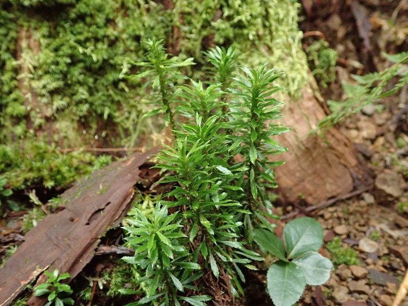Kauai Clubmoss photo 2