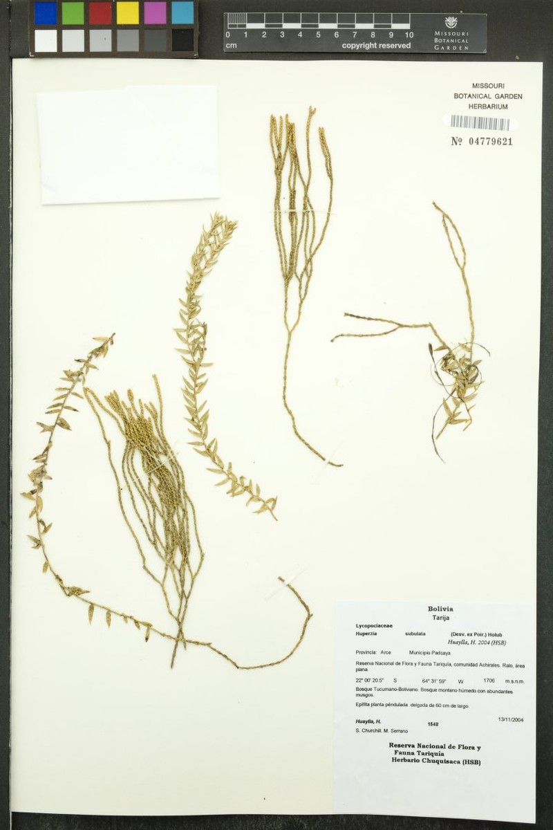 Huperzia subulata