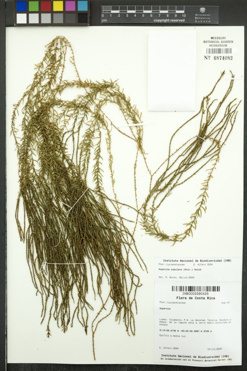 Huperzia subulata photo 2
