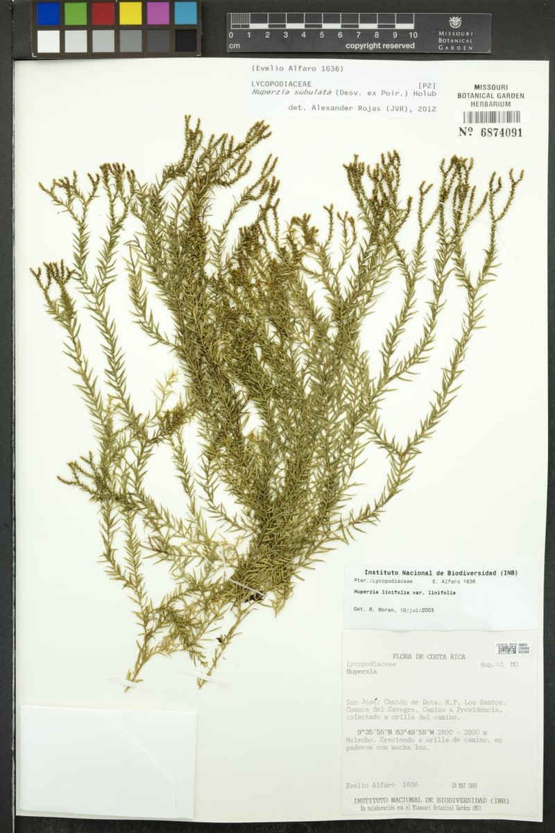 Huperzia subulata photo 3
